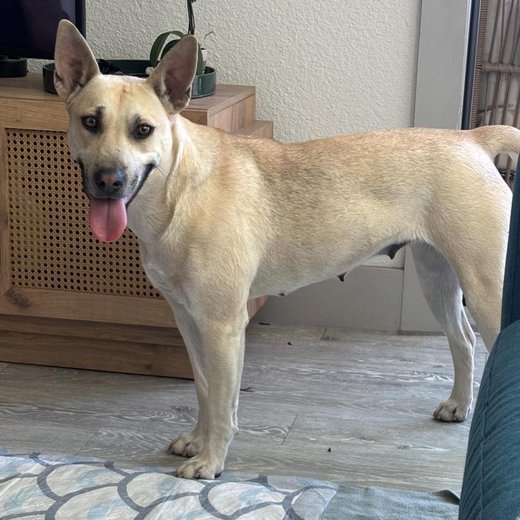 Enlarge Eve, a Adoptable mixed breed in San Antonio, TX image 3/3