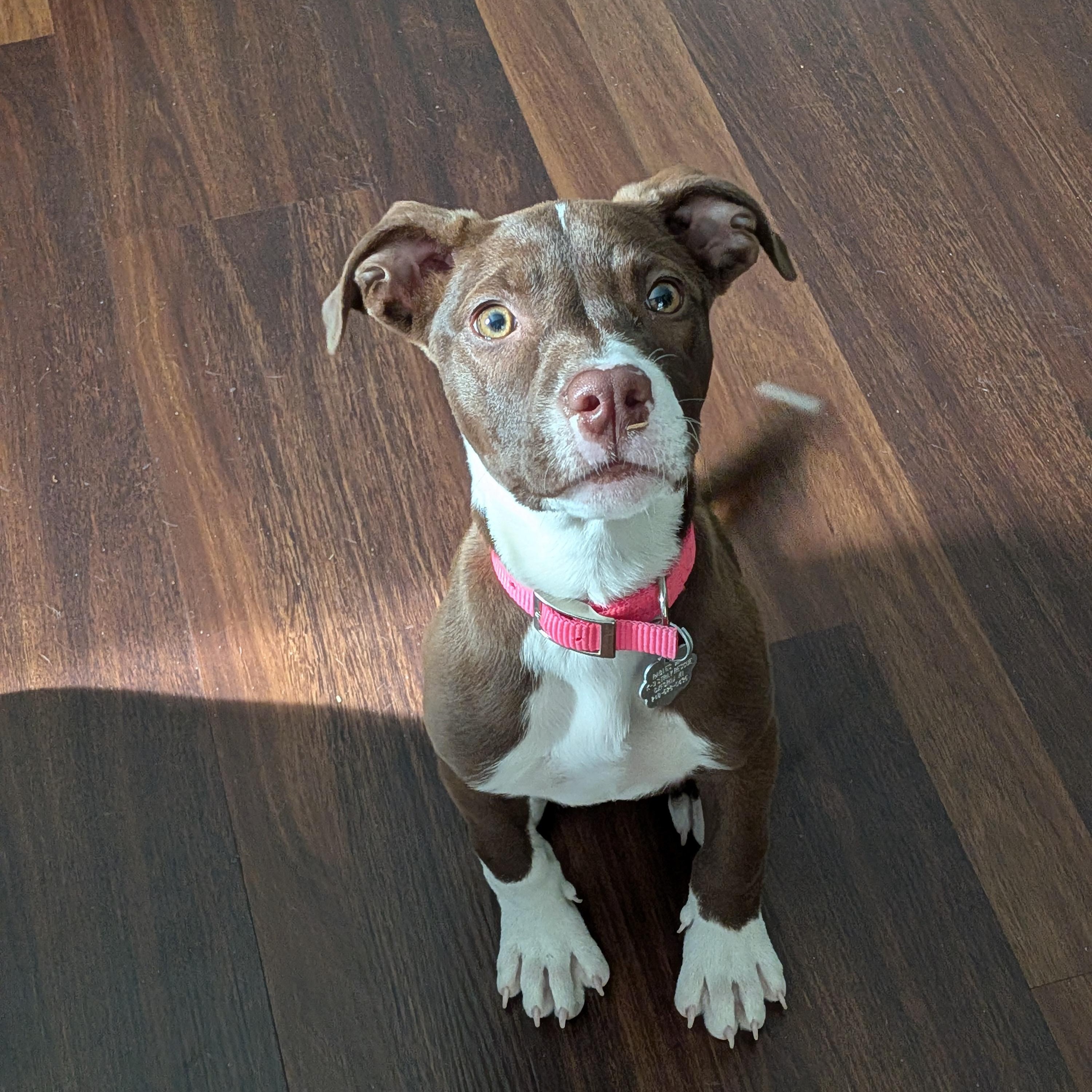 Enlarge Violet, an adopted mixed breed in Oxford, MI image 5/6