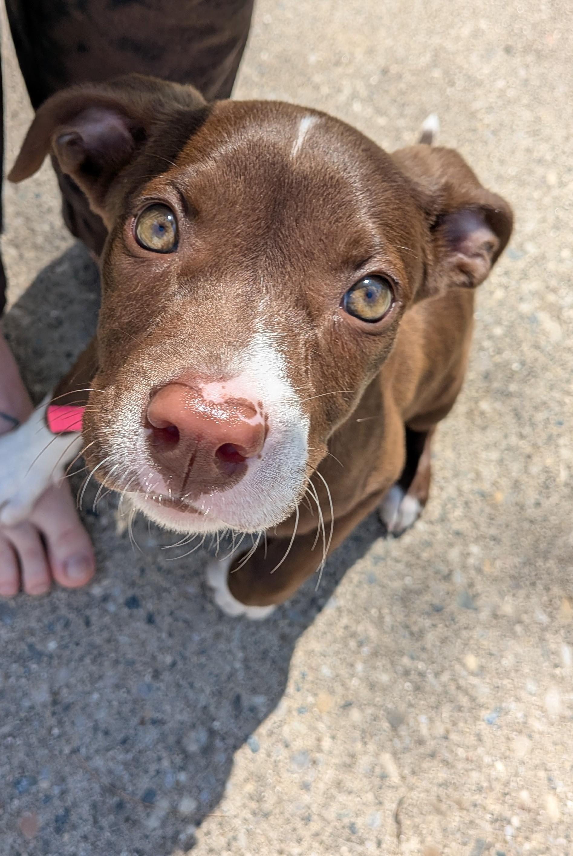 Enlarge Violet, an adopted mixed breed in Oxford, MI image 2/6