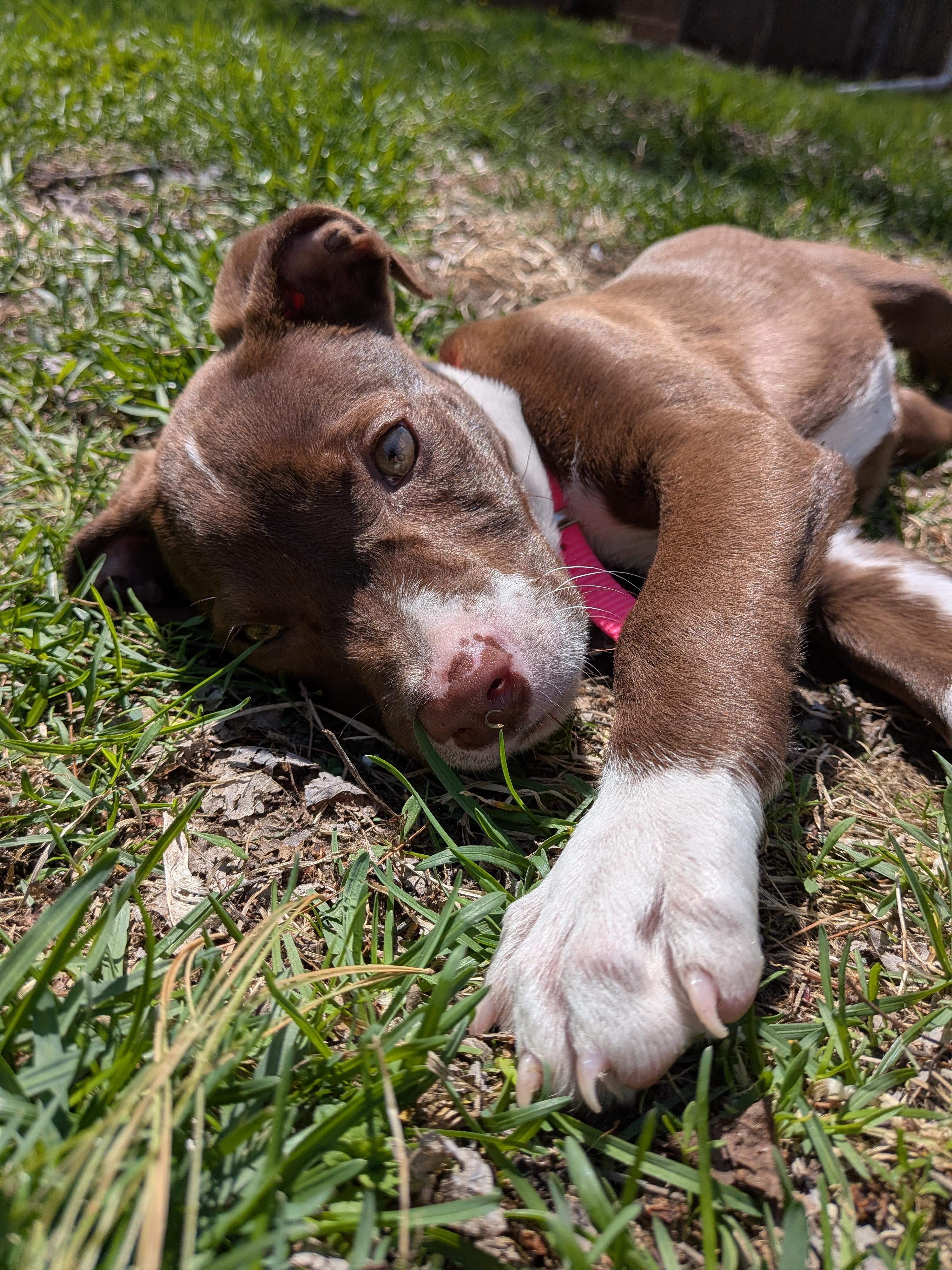 Violet, adopted, Puppy Female Pointer & Mixed Breed.
