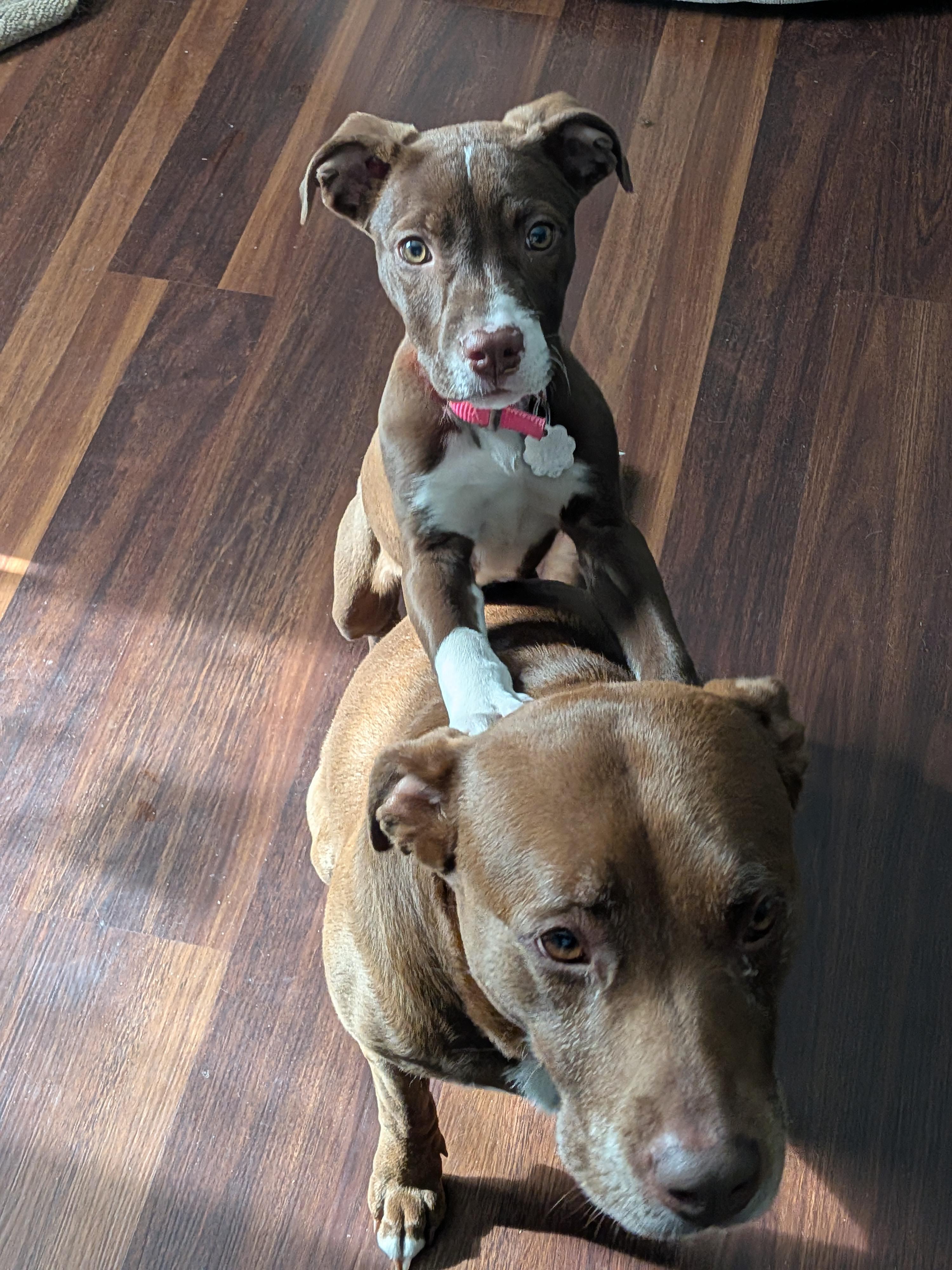 Enlarge Violet, an adopted mixed breed in Oxford, MI image 4/6