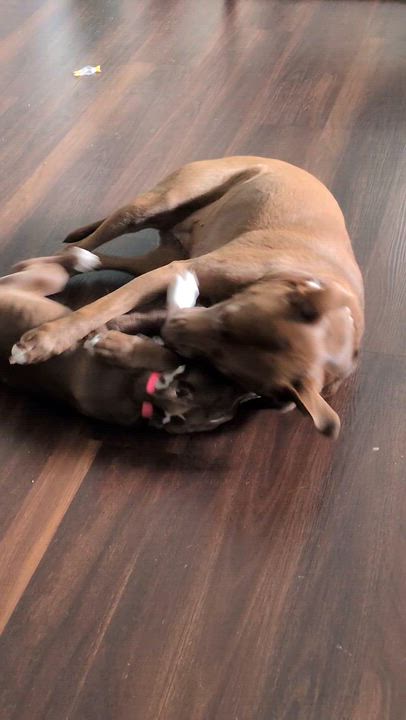 Enlarge Violet, an adopted mixed breed in Oxford, MI video 6/6