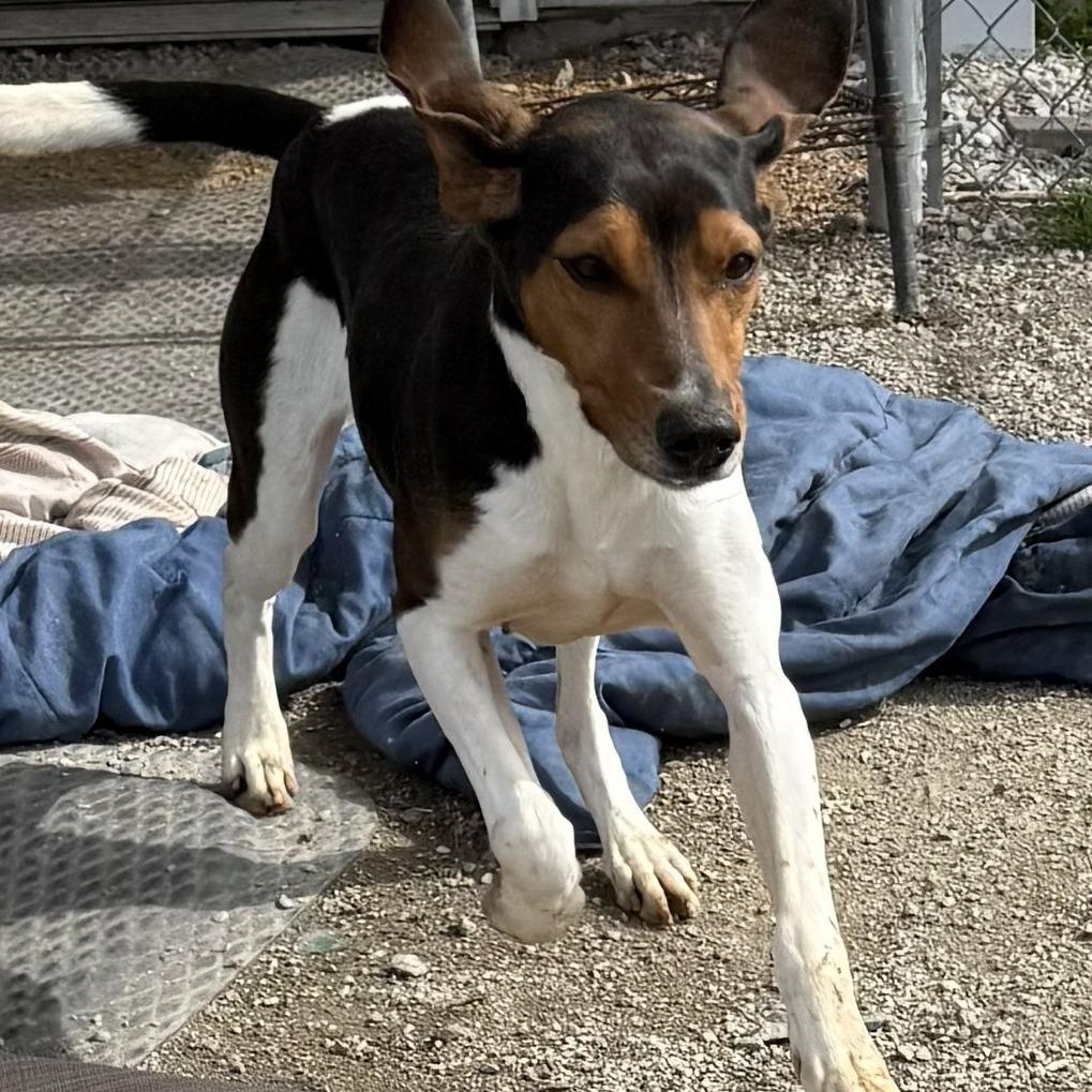 Enlarge Casey, a Adoptable Coonhound in Brooksville, KY image 1/2