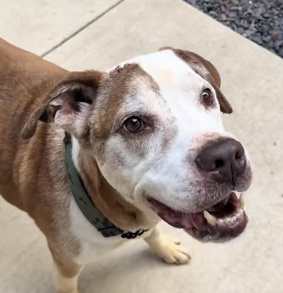 Enlarge Caesar, a ADOPTABLE mixed breed in Belleville, IL image 1/2