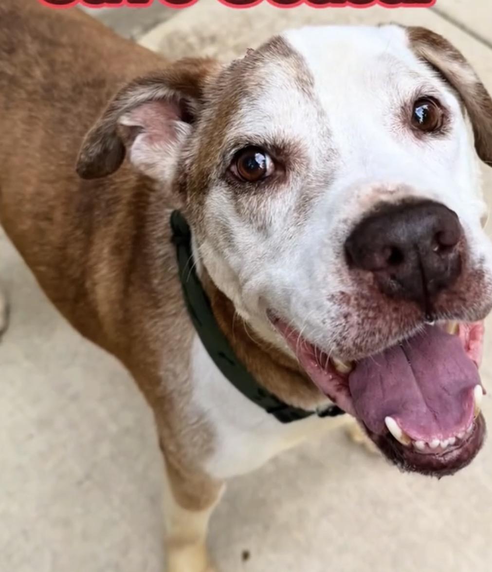 Enlarge Caesar, a ADOPTABLE mixed breed in Belleville, IL image 2/2