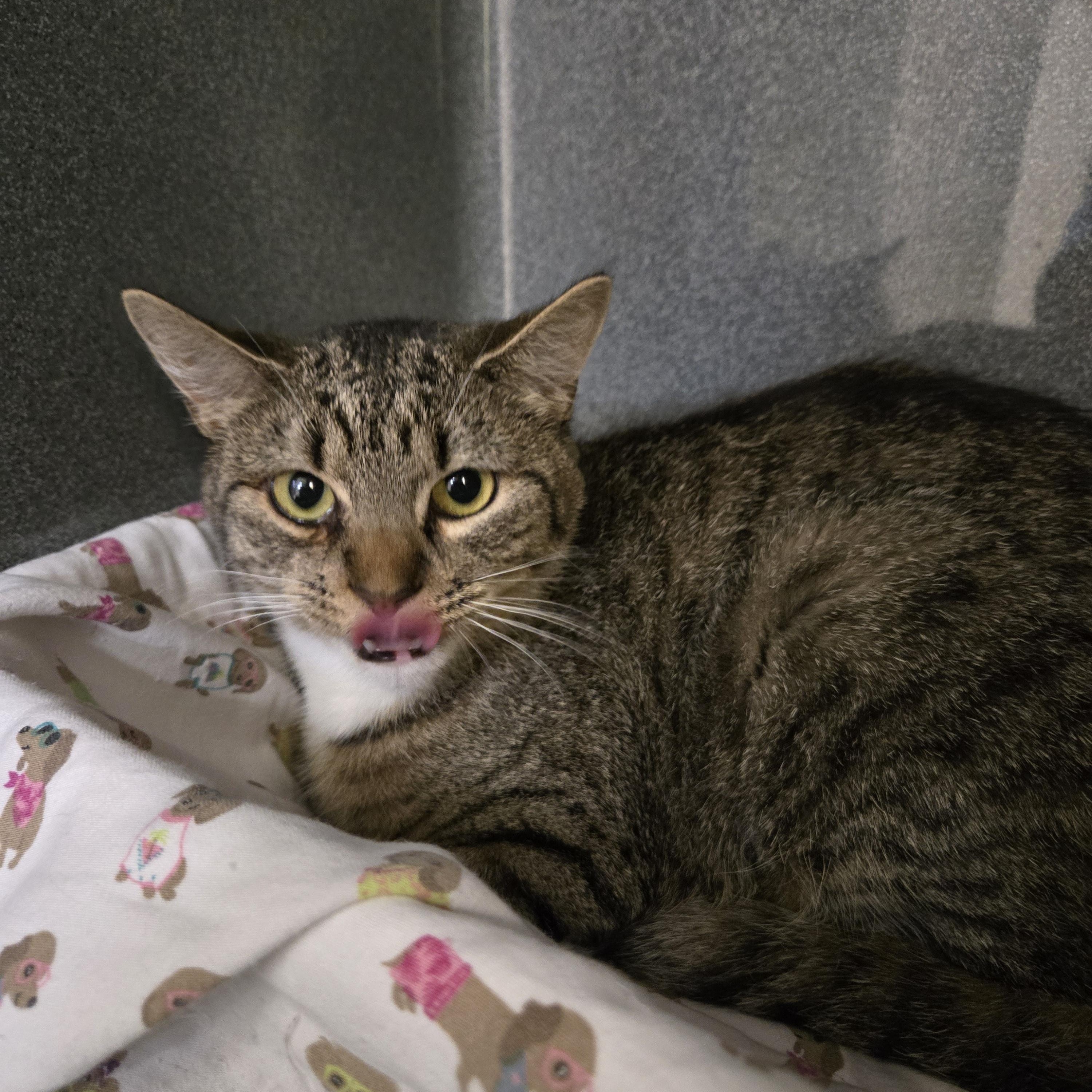 Enlarge Marnie, a ADOPTABLE Domestic Short Hair in Paris, ME image 2/2