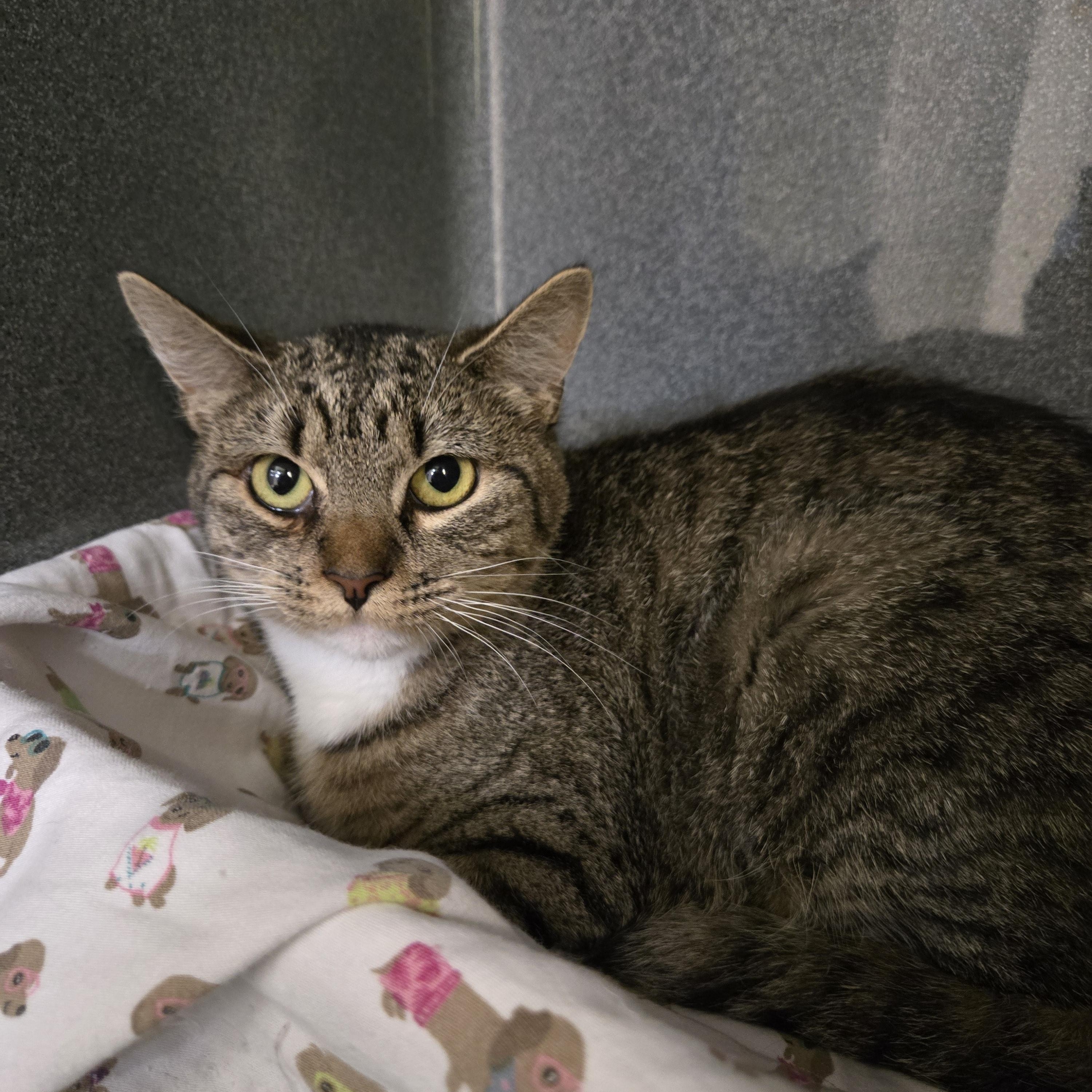Marnie, ADOPTABLE, Young Female Domestic Short Hair.