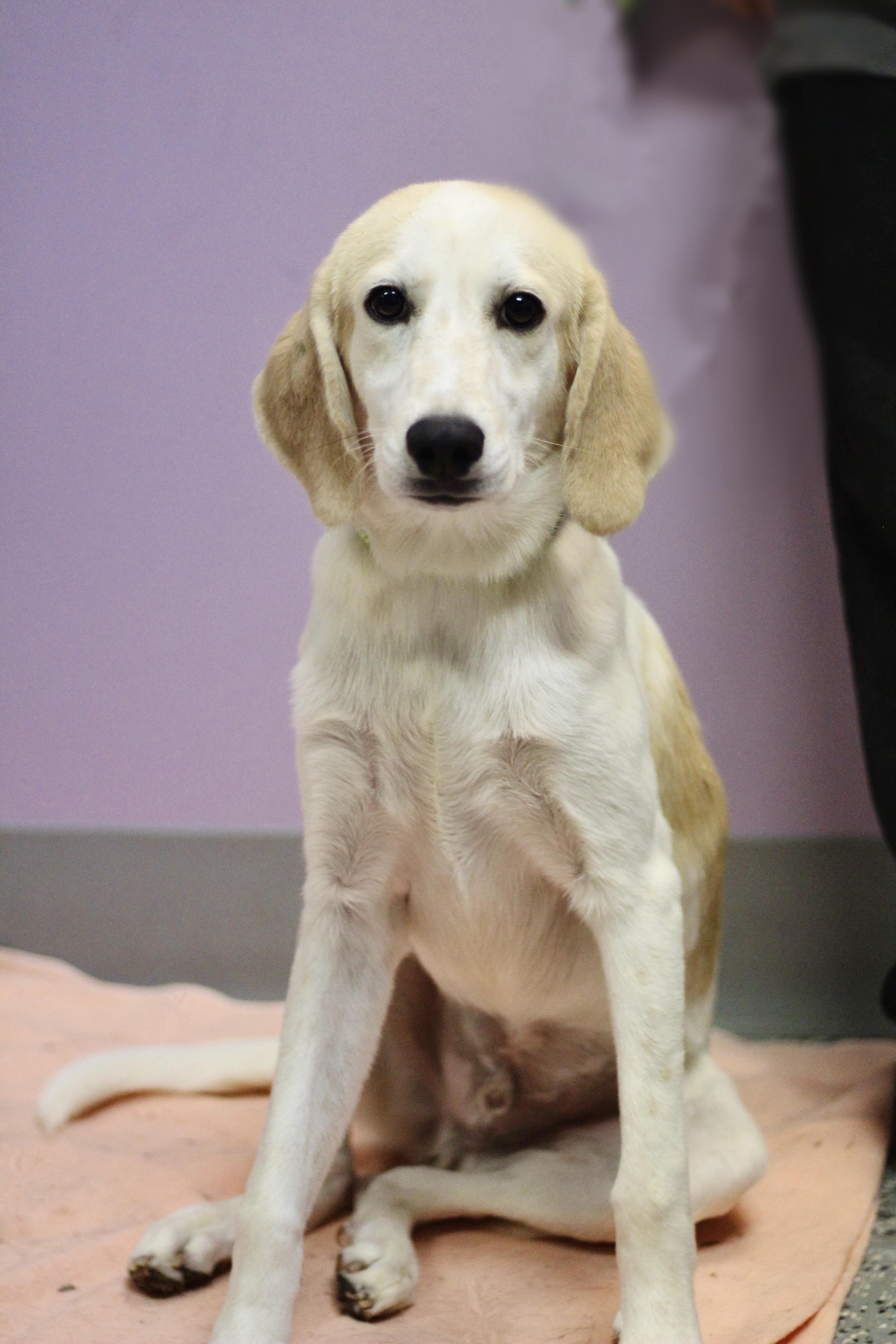 Moose in NH. Come Meet our Adoptable Dogs Wednesday-Saturday. More info in Bio, Adopted, Puppy Male Labrador Retriever.