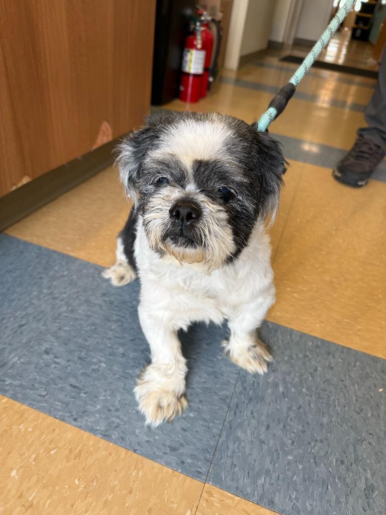 Theo, Adoptable, Adult Male Shih Tzu.