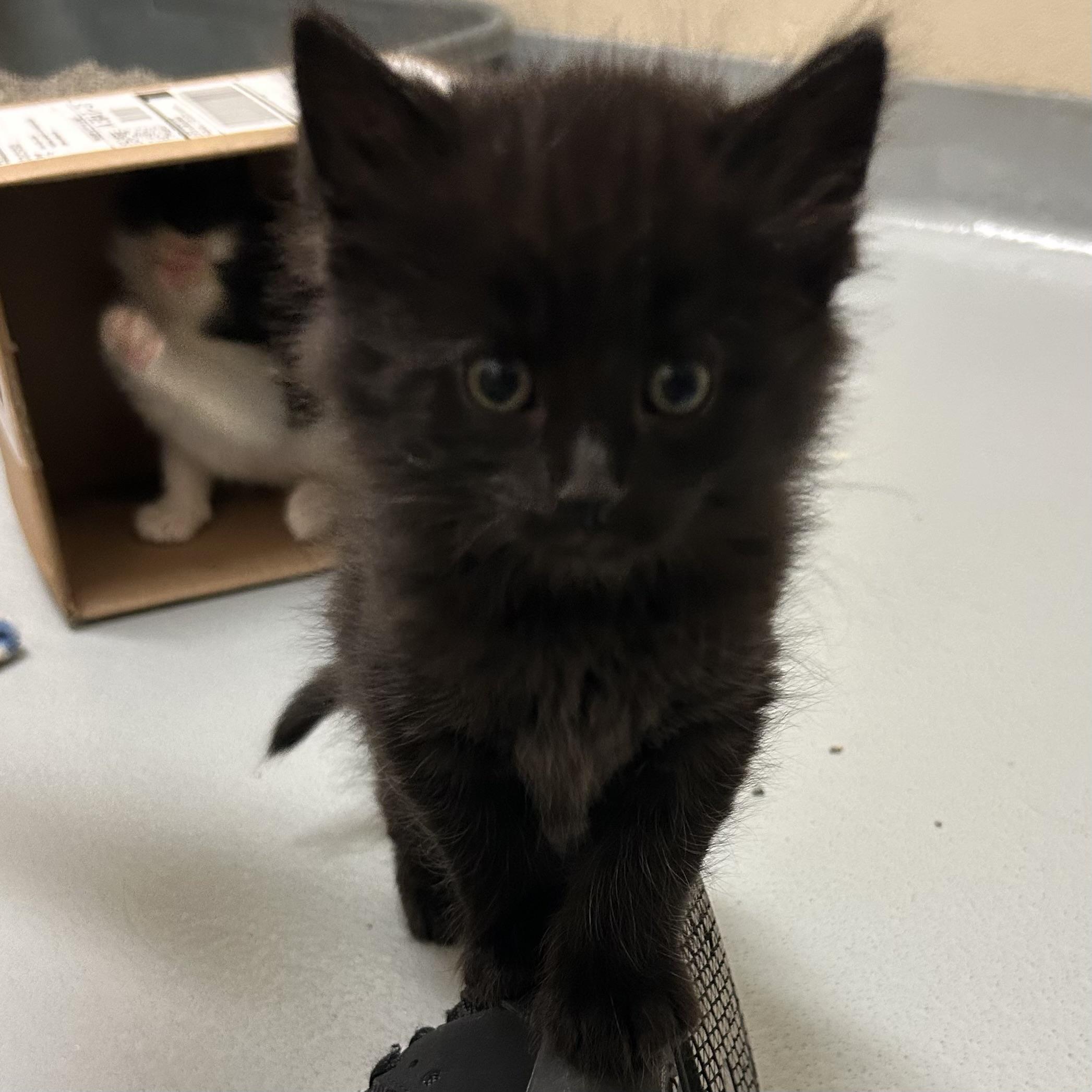 Mojito, Adopted, Kitten Male Domestic Long Hair.