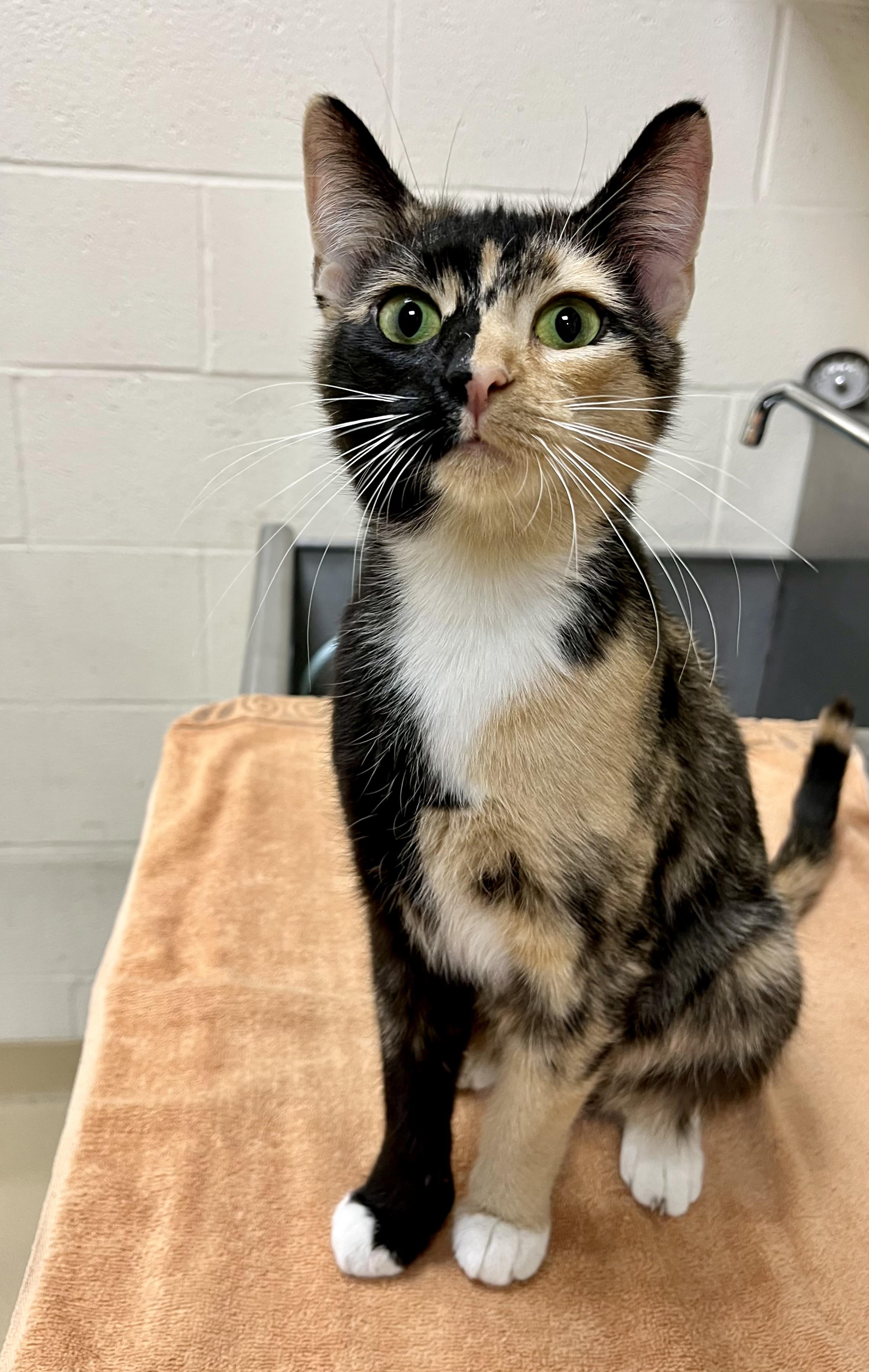 Enlarge Peach, a ADOPTABLE Domestic Short Hair in Greenwich, CT image 2/2