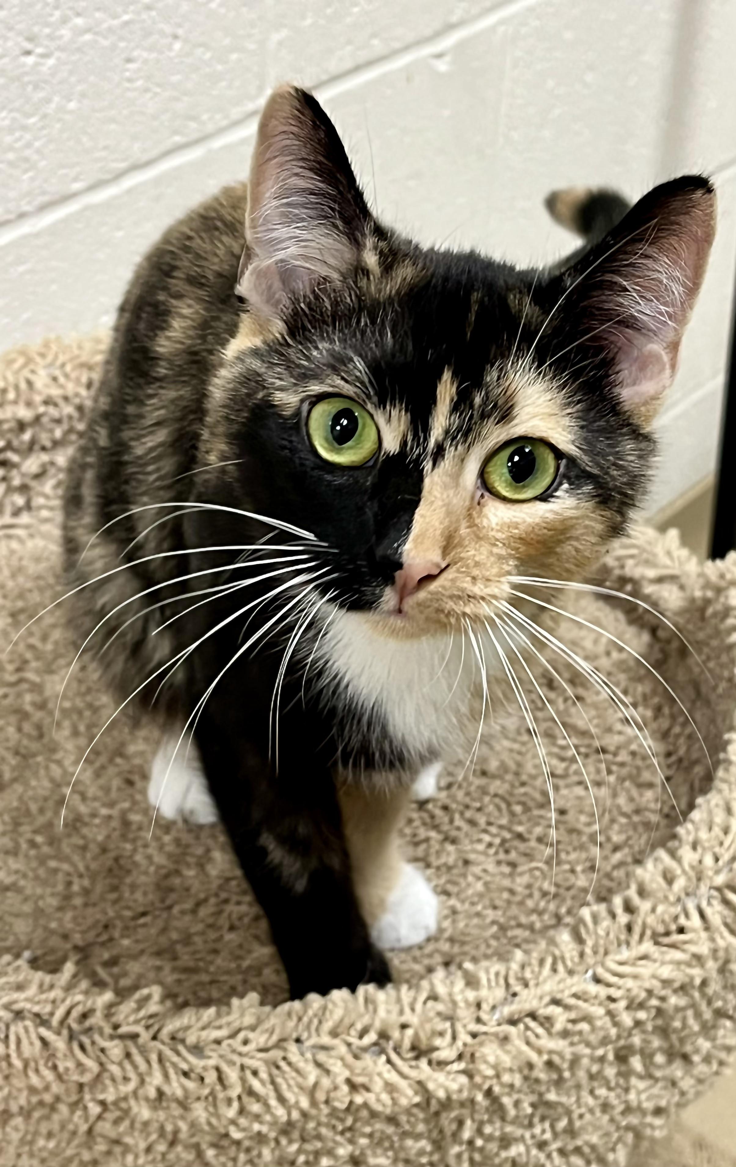 Peach, ADOPTABLE, Adult Female Domestic Short Hair.