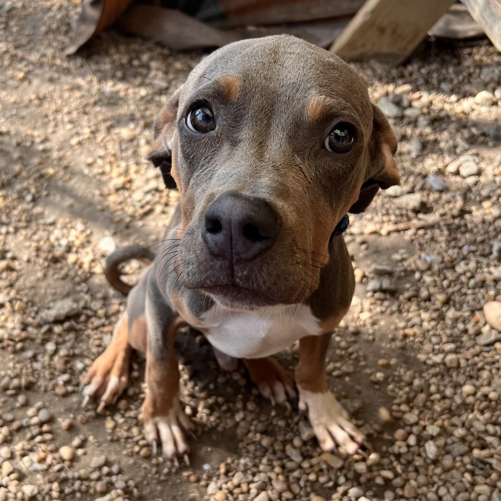 Woody, Adoptable, Young Male American Bulldog.