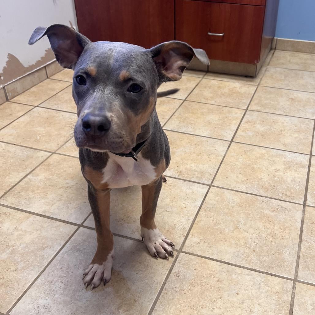 Enlarge Woody, a Adoptable Mixed Breed in Columbus, GA image 3/3