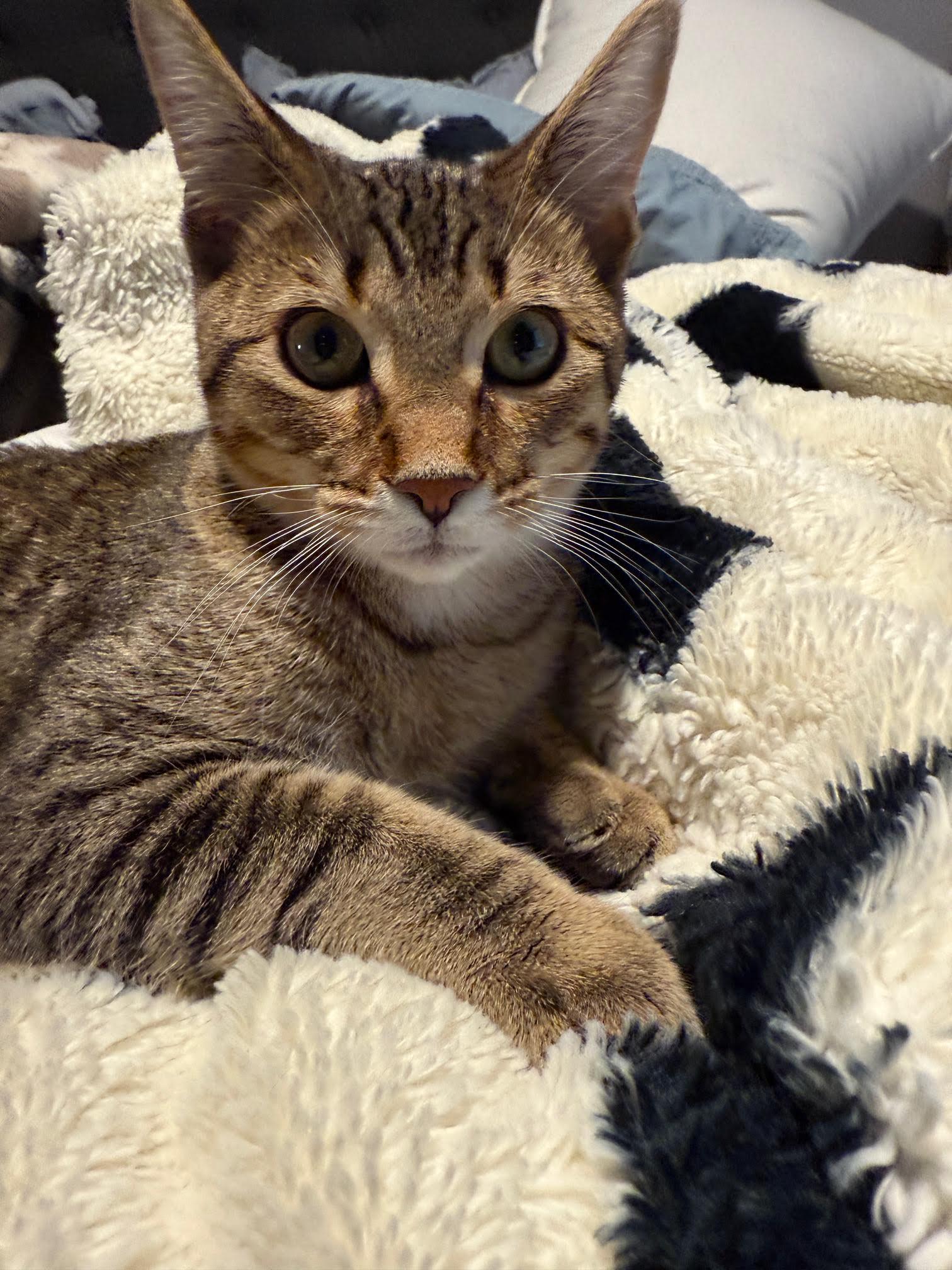 Pepper, a Adoptable Domestic Short Hair in Elk River, MN image 1/3