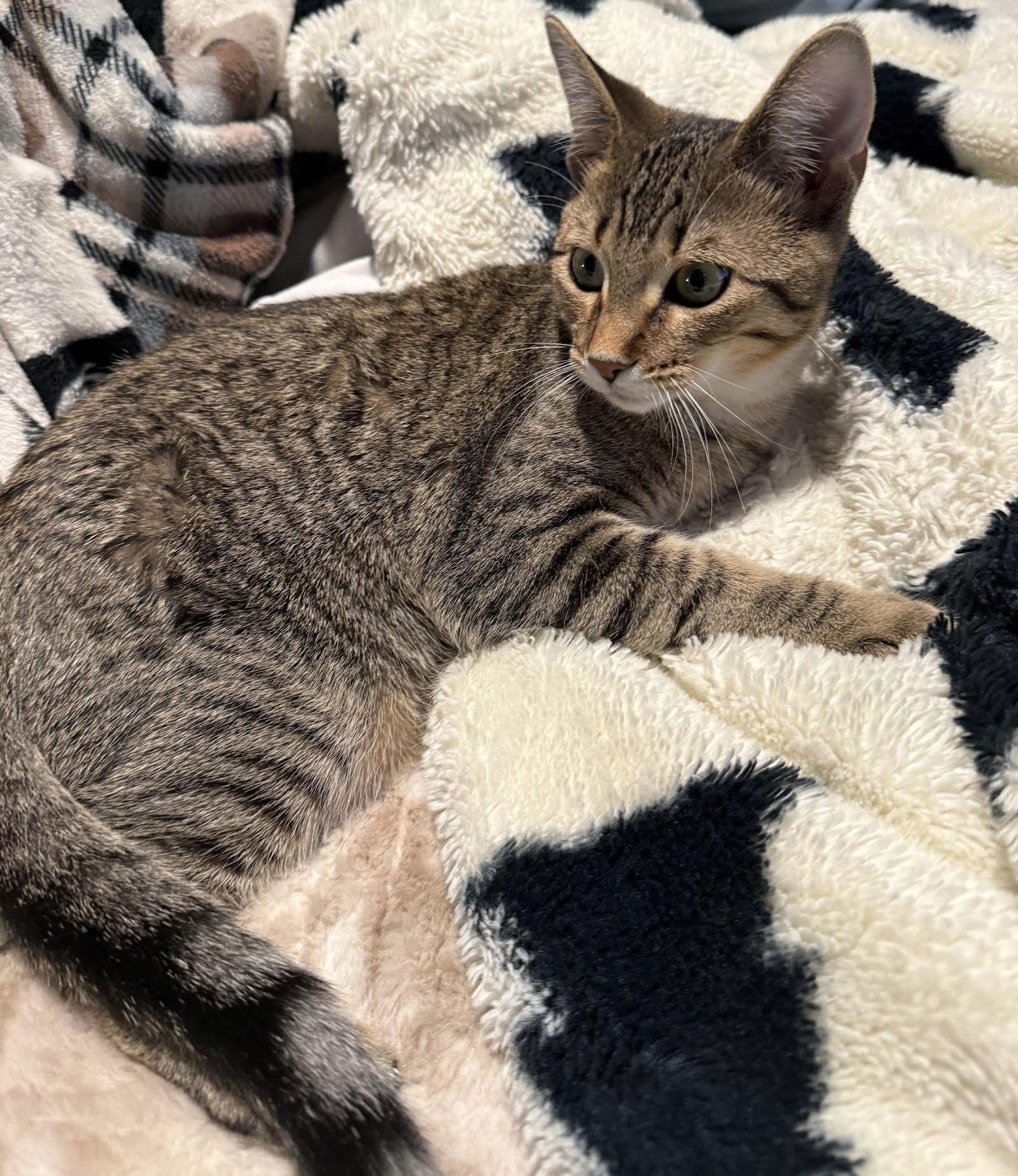 Pepper, a Adoptable Domestic Short Hair in Elk River, MN image 2/3