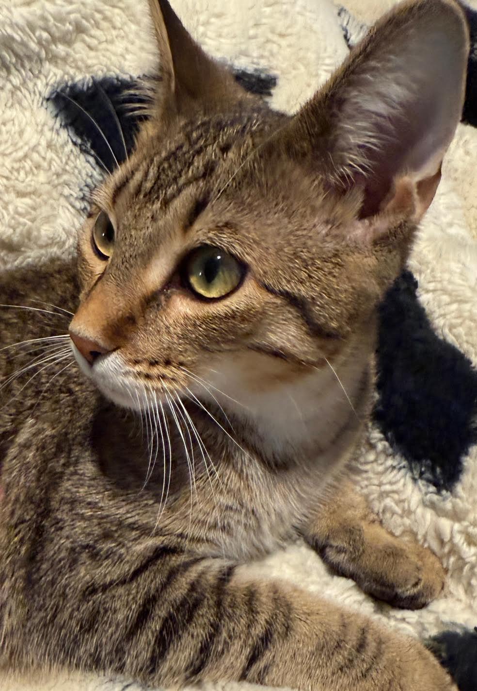 Pepper, a Adoptable Domestic Short Hair in Elk River, MN image 3/3