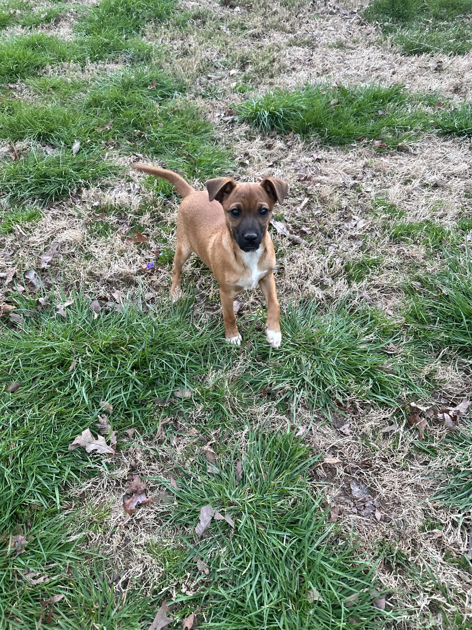 Enlarge Willy, a Adopted Chihuahua in Ball Ground, GA image 2/3