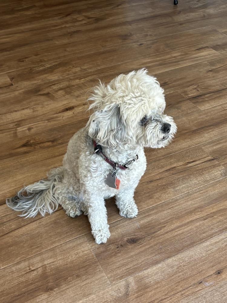 Trenton Tray, Adoptable, Senior Male Mixed Breed.