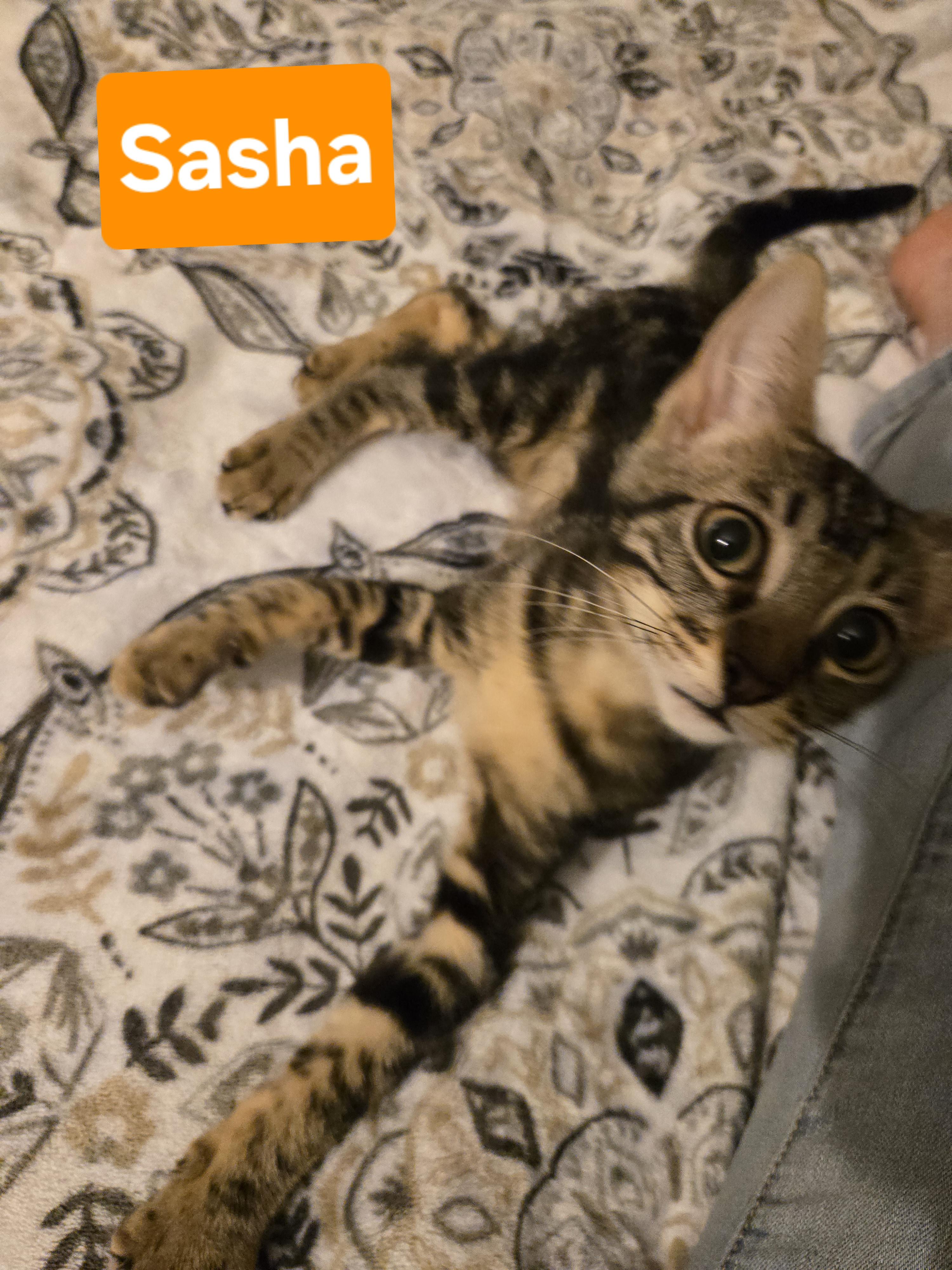 Enlarge Sasha & Harley (Bonded Sister and Brother), a Adoptable Tabby in Fullerton, CA image 1/4
