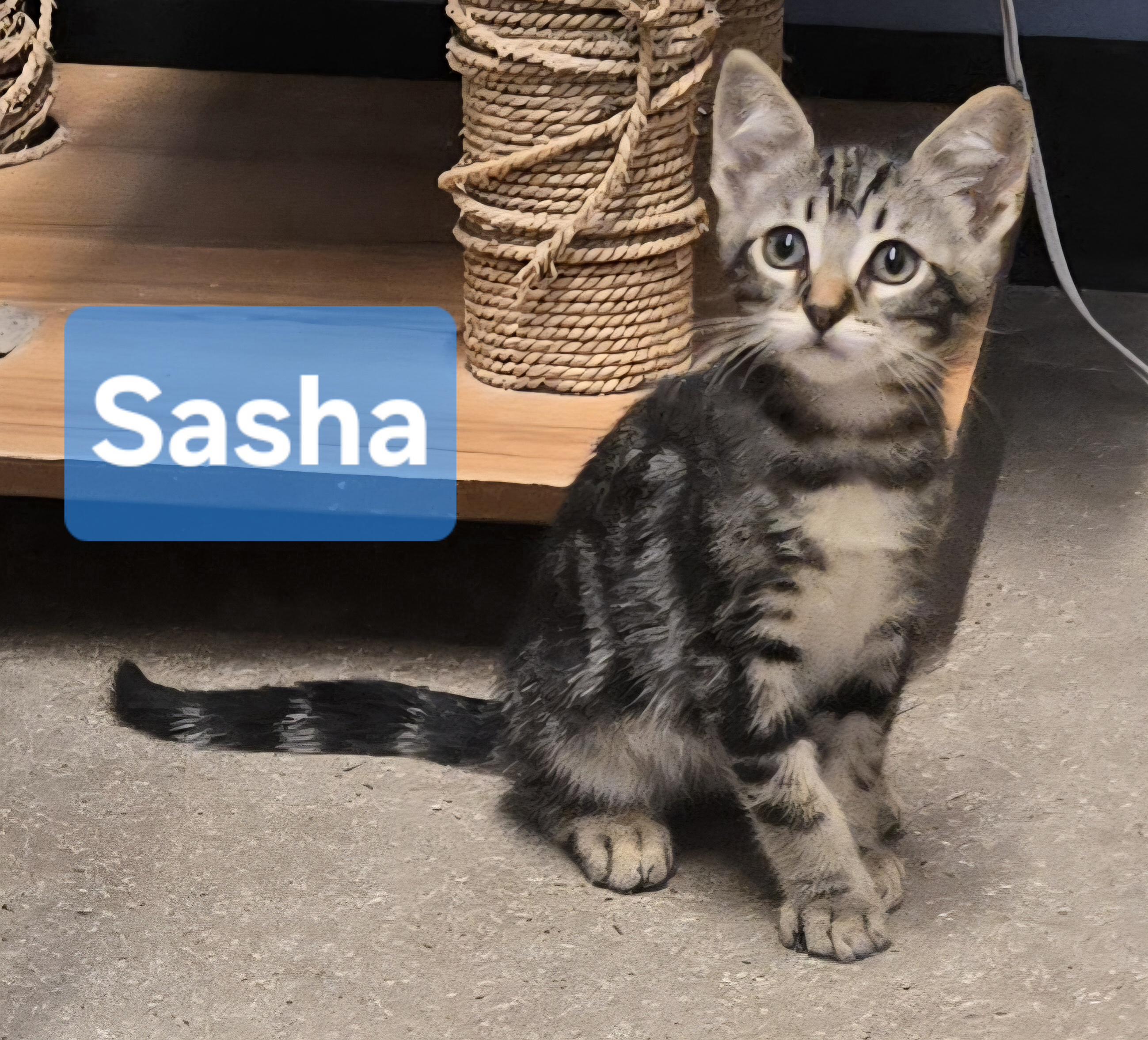 Enlarge Sasha & Harley (Bonded Sister and Brother), a Adoptable Tabby in Fullerton, CA image 3/4