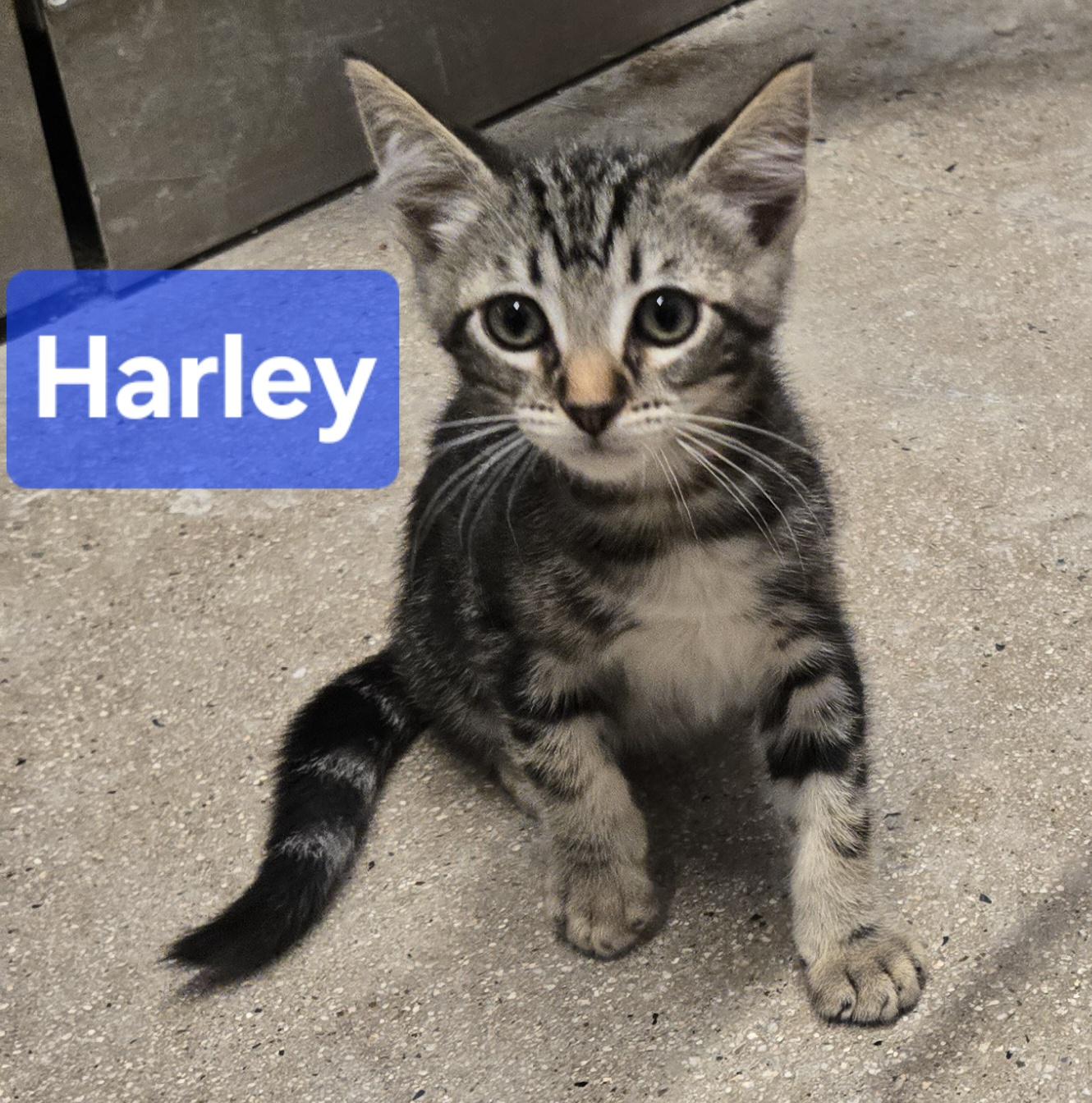 Enlarge Sasha & Harley (Bonded Sister and Brother), a Adoptable Tabby in Fullerton, CA image 4/4