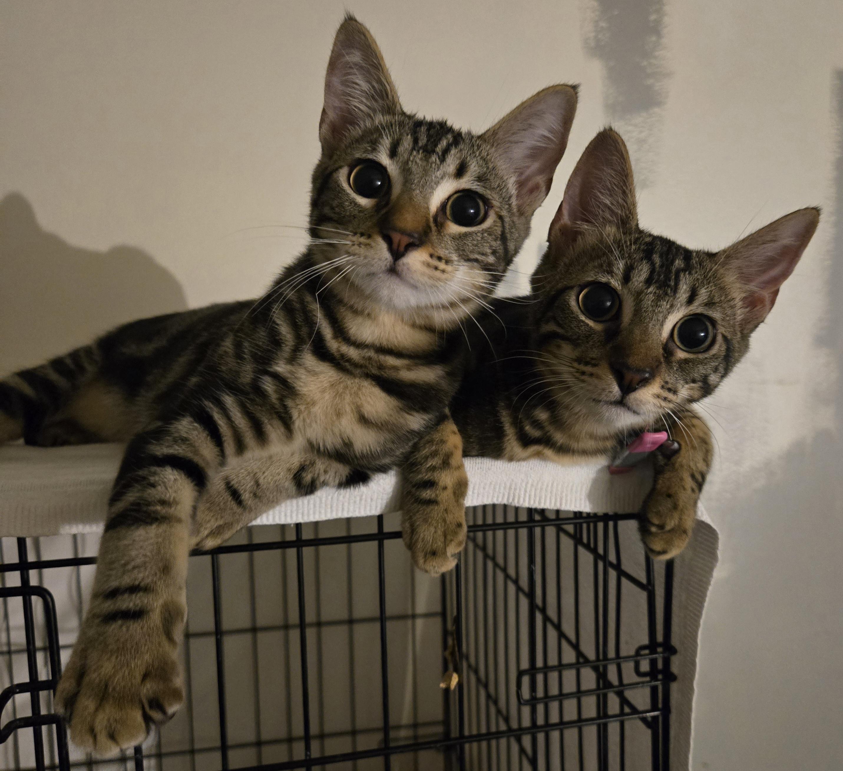 Enlarge Sasha & Harley (Bonded Sister and Brother), a Adoptable Tabby in Fullerton, CA image 2/4