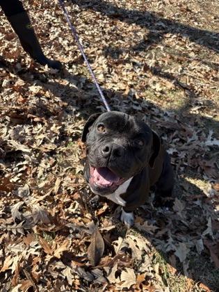 Mystery, a Adoptable mixed breed in Savannah, GA image 1/6