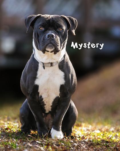 Mystery, a Adoptable mixed breed in Savannah, GA image 2/6