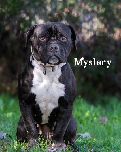 Mystery, a Adoptable mixed breed in Savannah, GA image 5/6