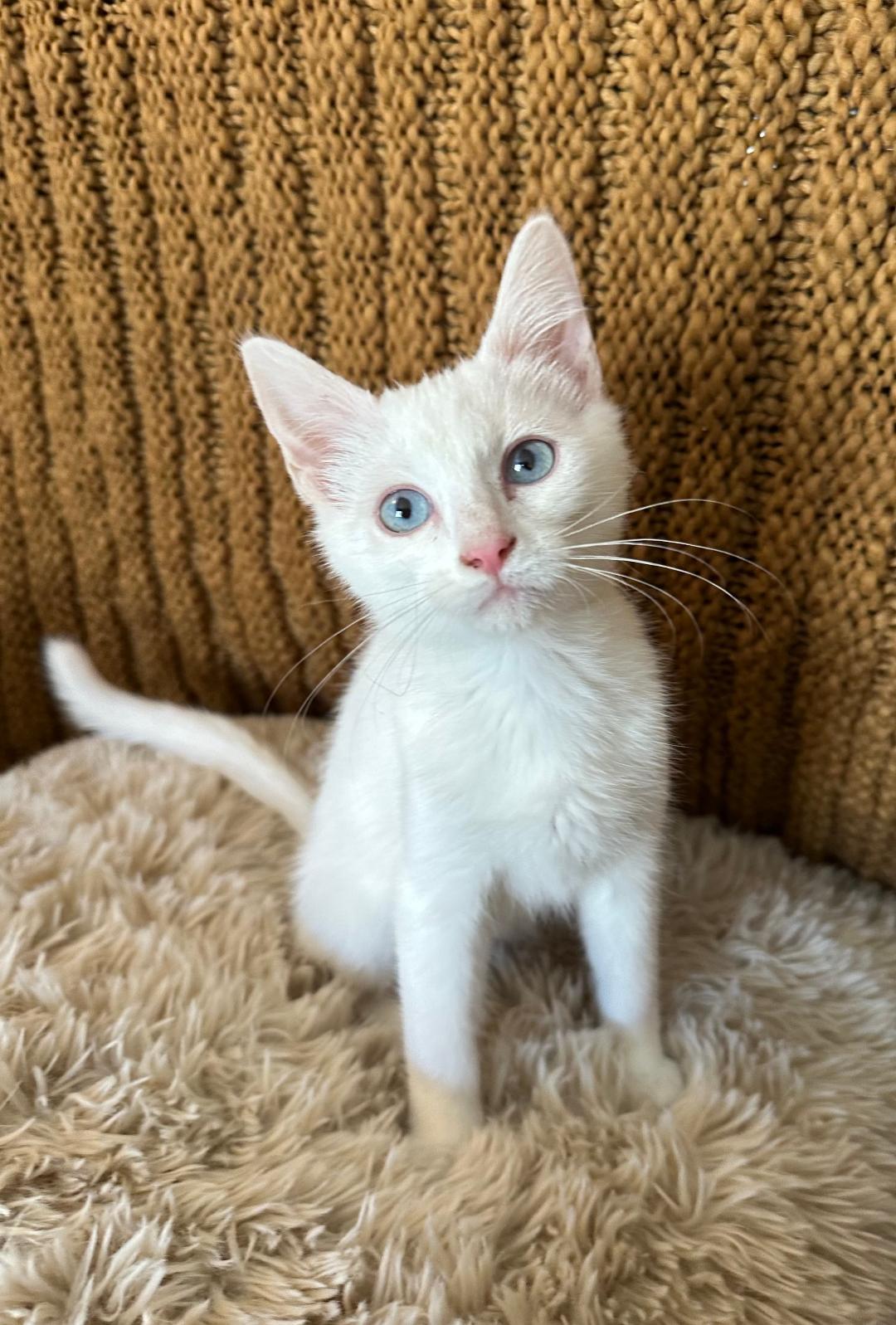 Enlarge Vanilla and Chicory, an adopted Domestic Short Hair in Mokena, IL image 5/6