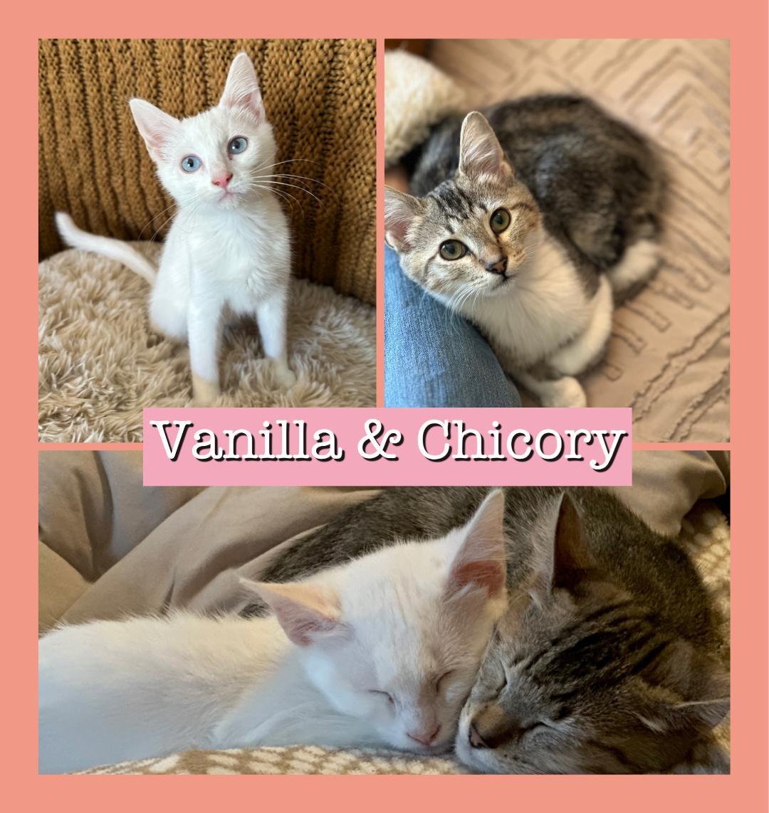 Enlarge Vanilla and Chicory, an adopted Domestic Short Hair in Mokena, IL image 2/6