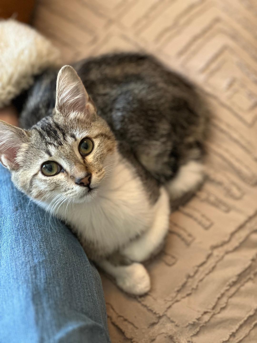 Enlarge Vanilla and Chicory, an adopted Domestic Short Hair in Mokena, IL image 6/6