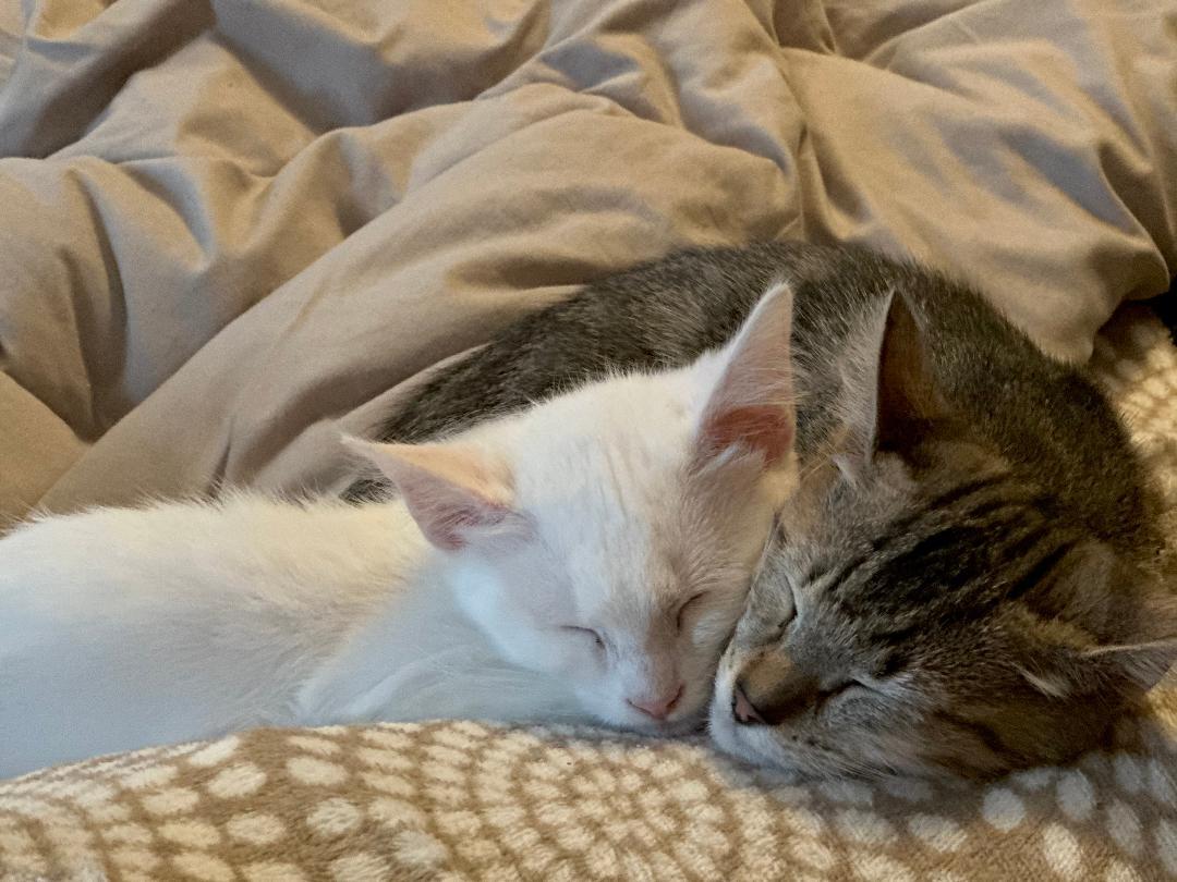 Enlarge Vanilla and Chicory, an adopted Domestic Short Hair in Mokena, IL image 4/6