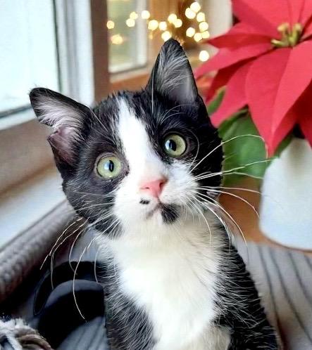 Boots KITTEN, Adoptable, Kitten Female Domestic Short Hair.