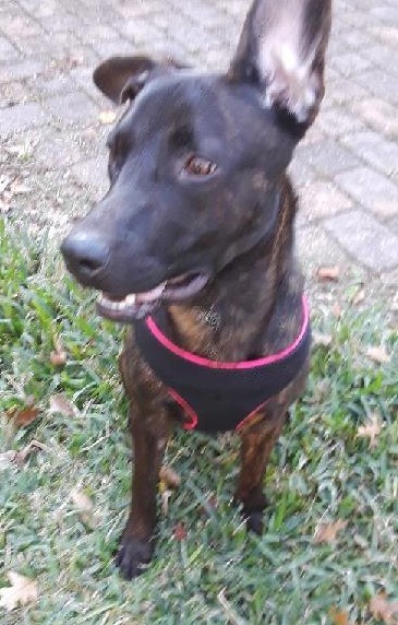 Tyson, a Adoptable mixed breed in Houston, TX image 1/4