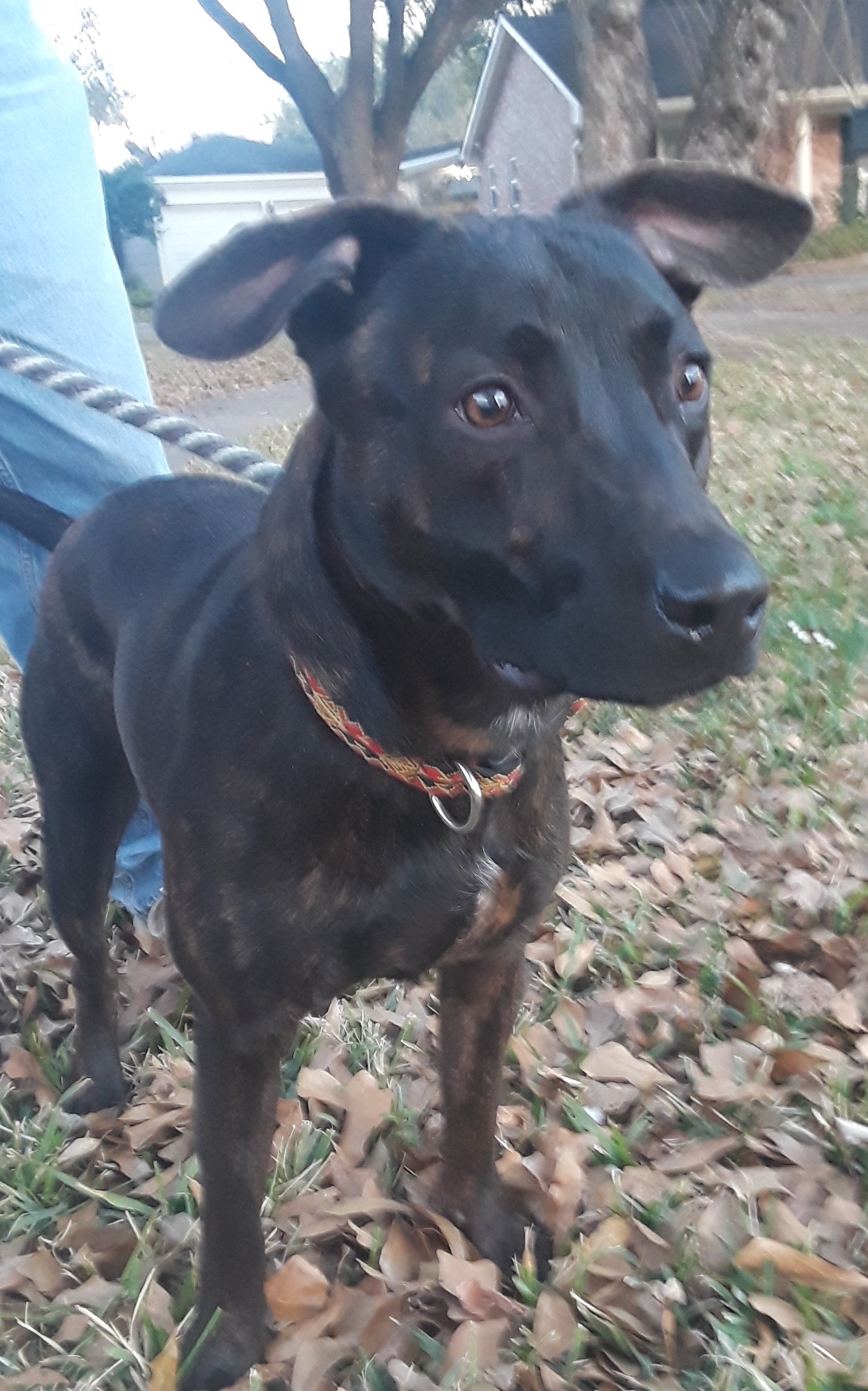 Tyson, Young Male Dutch Shepherd