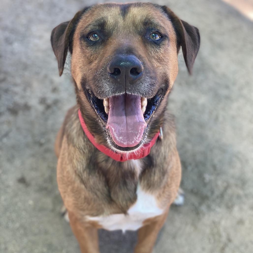 Brody, Adoptable, Adult Male Mastiff & Mixed Breed.