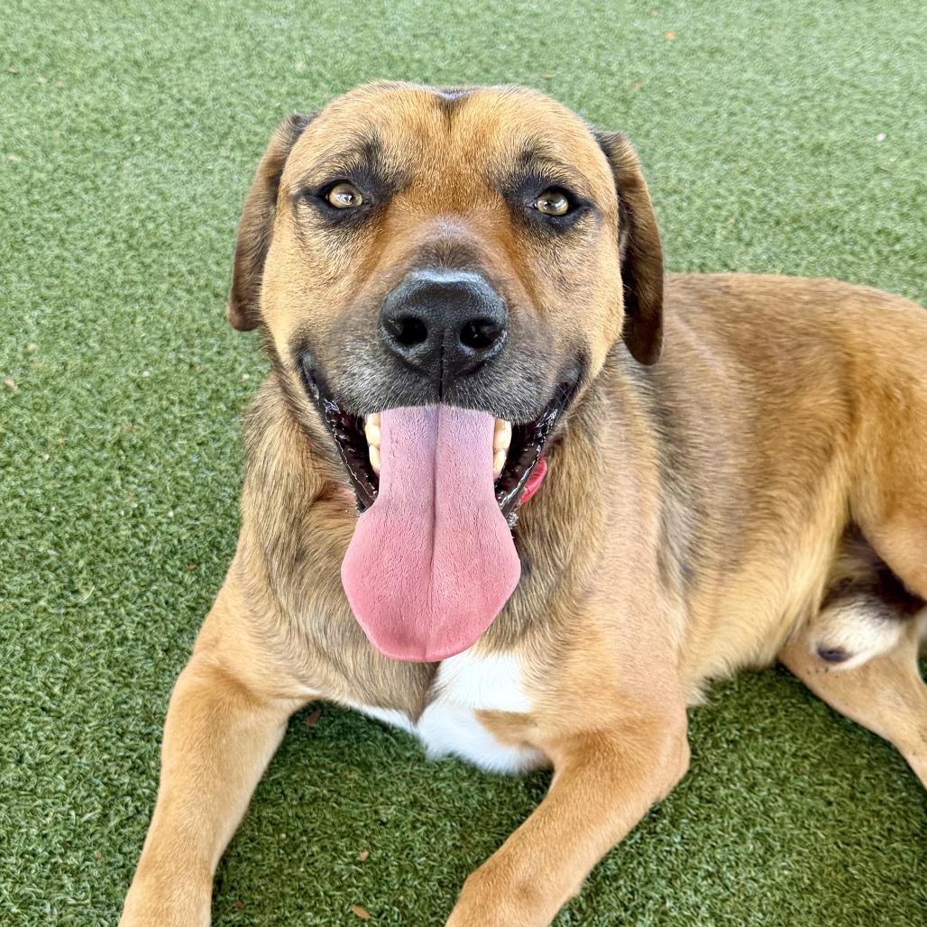 Enlarge Brody, a Adoptable mixed breed in Riverside, CA image 2/5