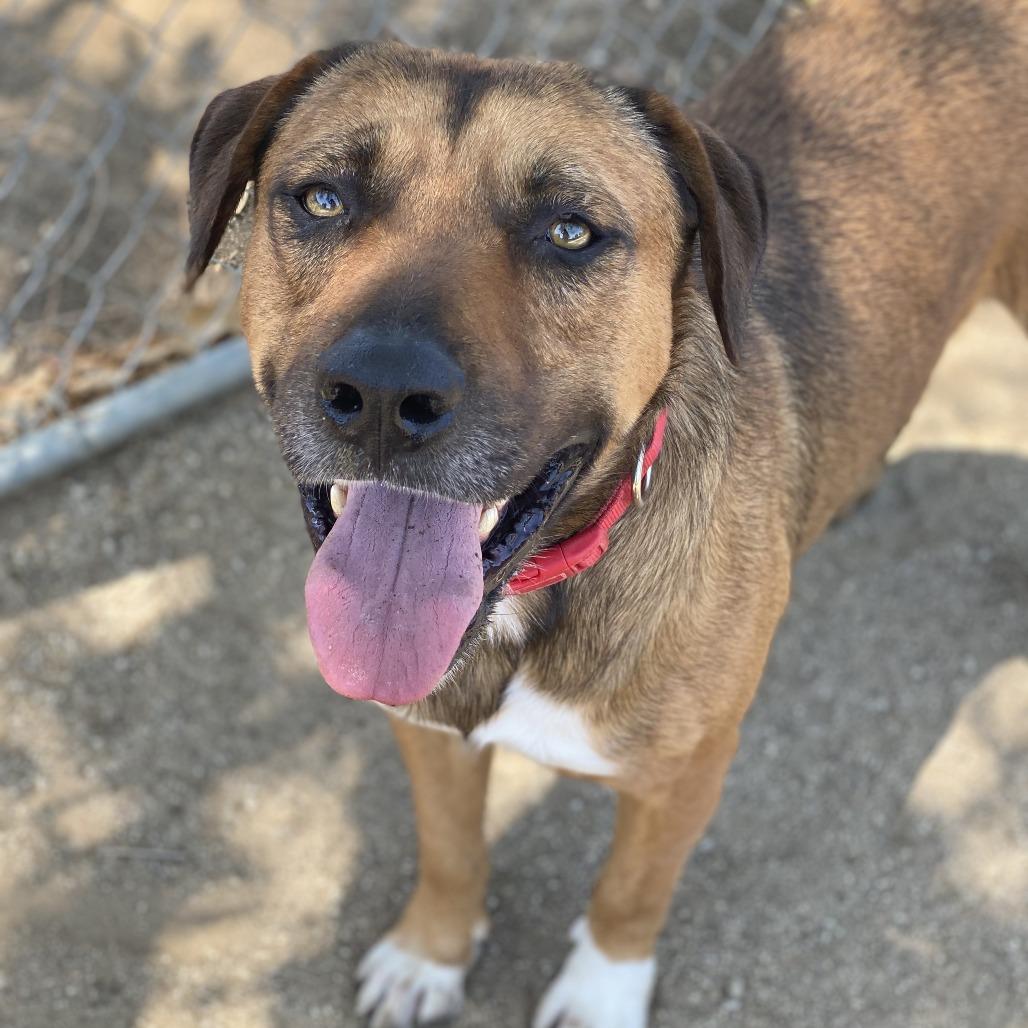 Enlarge Brody, a Adoptable mixed breed in Riverside, CA image 3/5