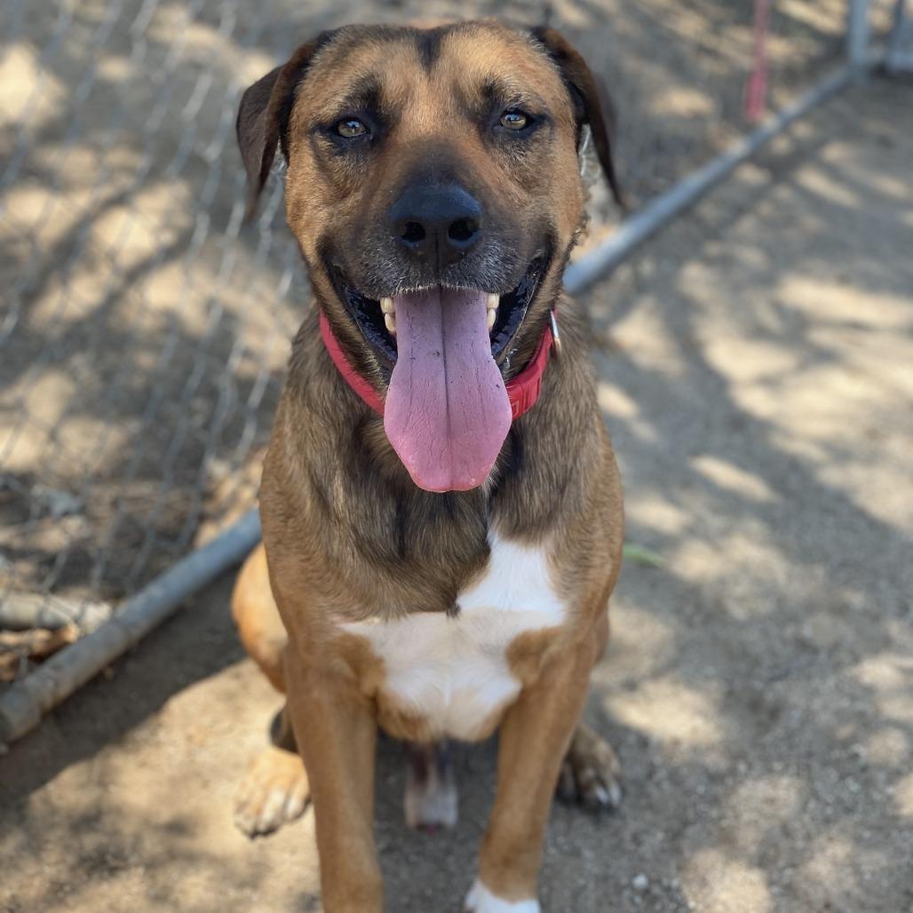 Enlarge Brody, a Adoptable mixed breed in Riverside, CA image 4/5
