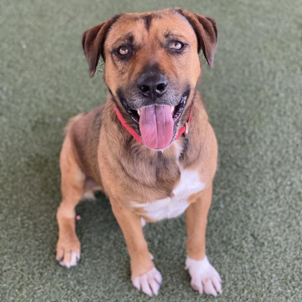 Enlarge Brody, a Adoptable mixed breed in Riverside, CA image 5/5