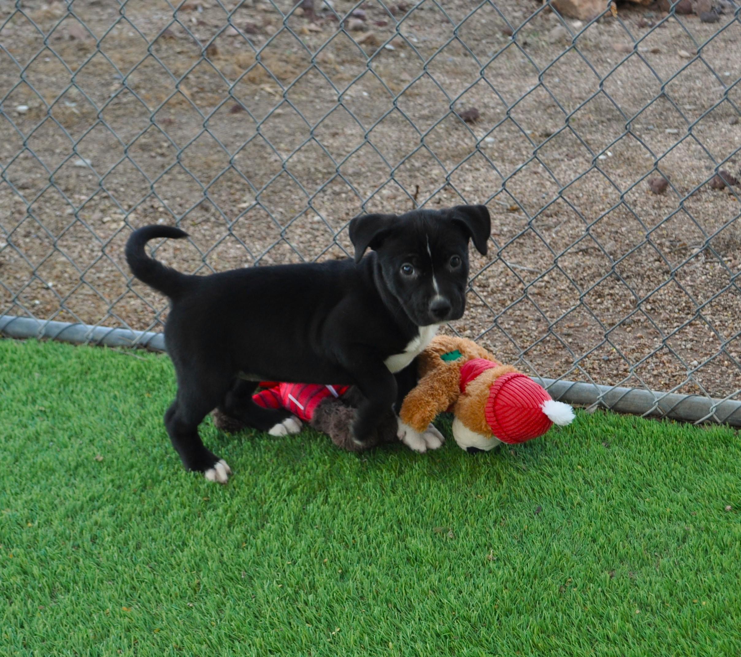 Enlarge Harpie, a ADOPTABLE mixed breed in Apache Junction, AZ image 1/3