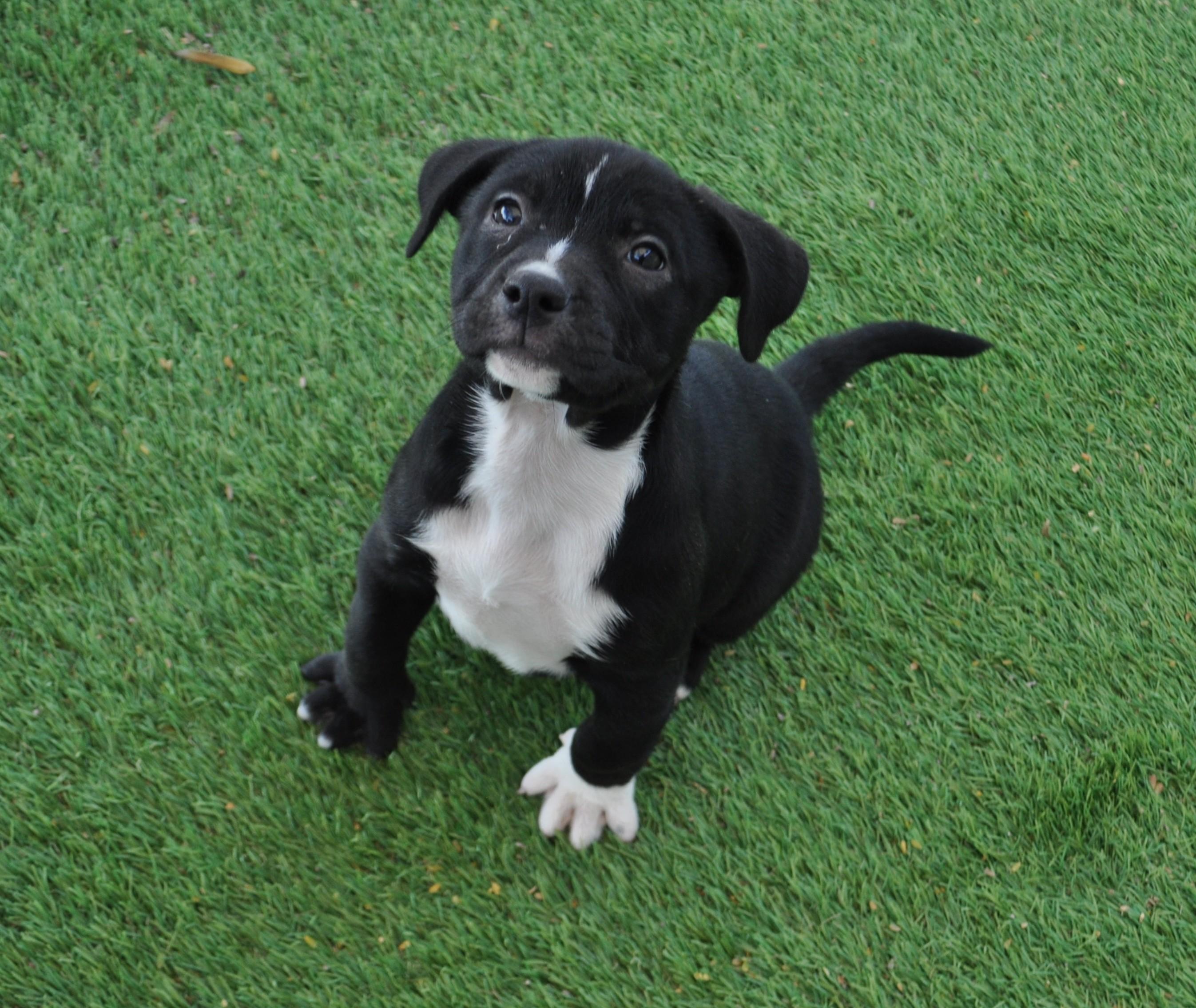 Enlarge Harpie, a ADOPTABLE mixed breed in Apache Junction, AZ image 3/3