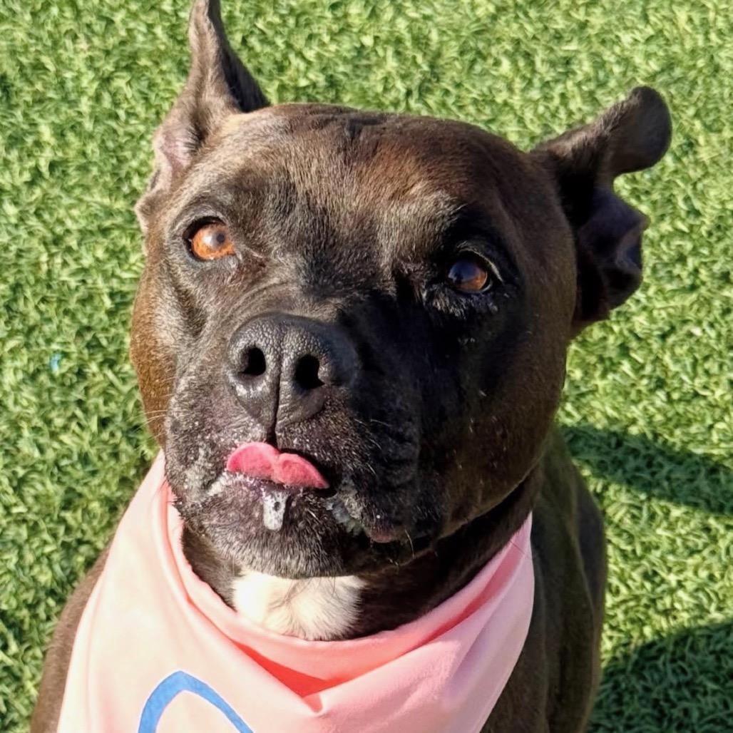 Licki (Licorice), a Adoptable Pit Bull Terrier in Henderson, NV image 1/6
