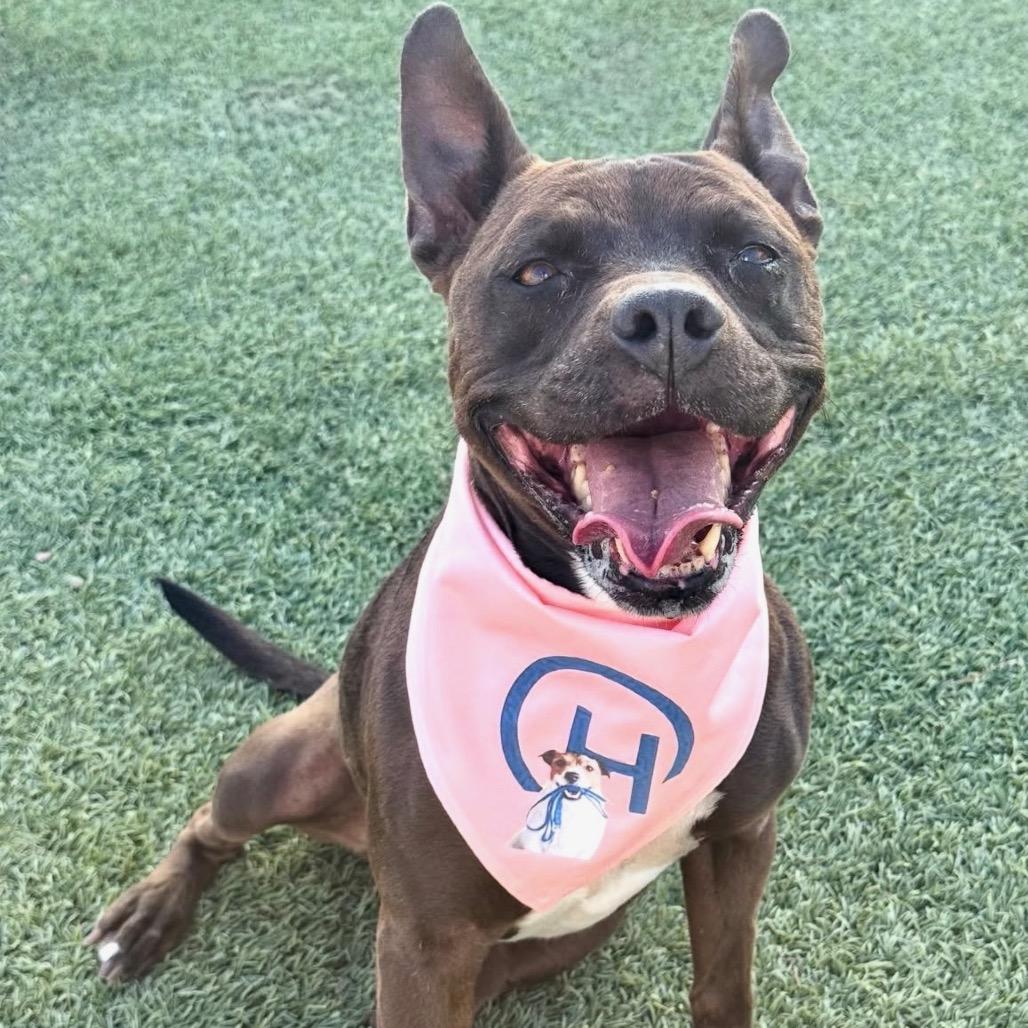 Licki (Licorice), a Adoptable Pit Bull Terrier in Henderson, NV image 2/6