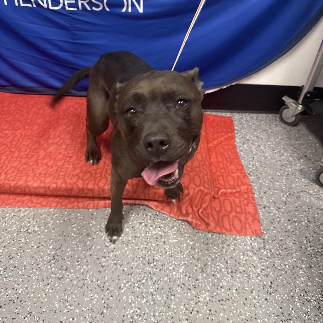 Enlarge Loki, a Adoptable Pit Bull Terrier in Henderson, NV image 1/2