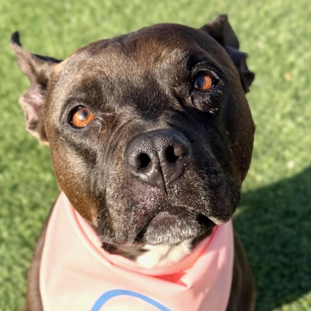Licki (Licorice), a Adoptable Pit Bull Terrier in Henderson, NV image 3/6