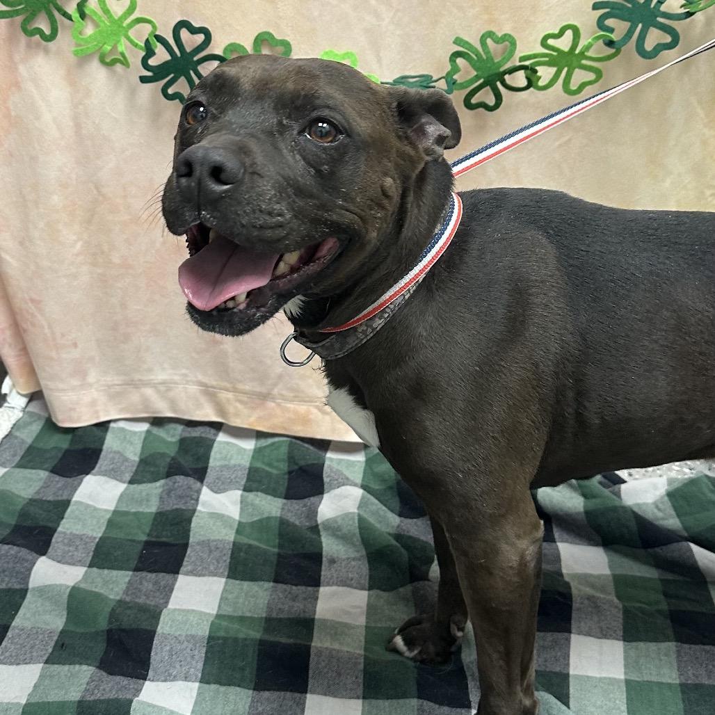 Enlarge Loki, a Adoptable Pit Bull Terrier in Henderson, NV image 2/2