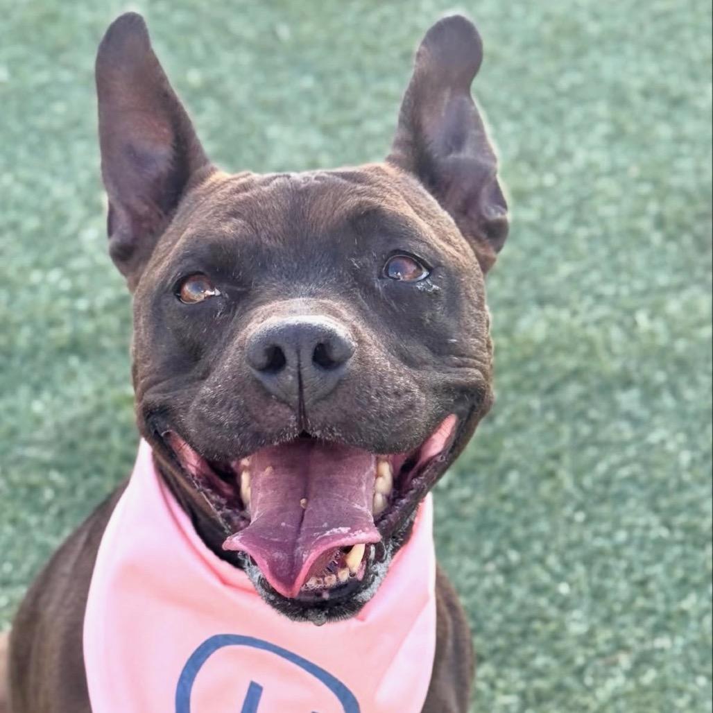 Licki (Licorice), a Adoptable Pit Bull Terrier in Henderson, NV image 5/6